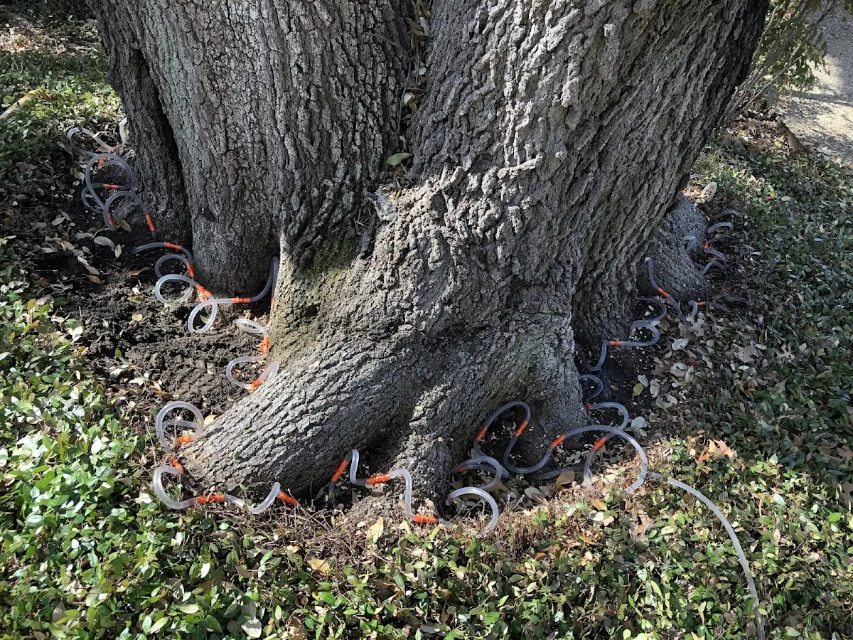 Detailed Tree Cabling and Bracing job site in Transylvania
